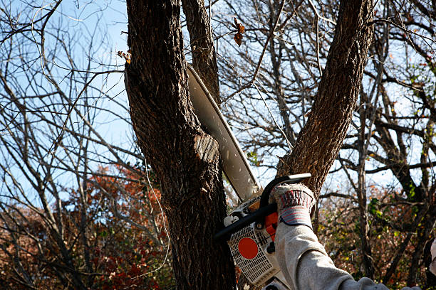 Best Tree Preservation Services  in Williamston, MI